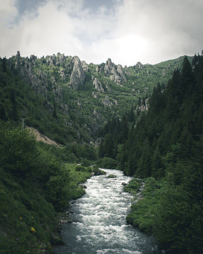 Forest Photography